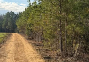 Dirt Work services
